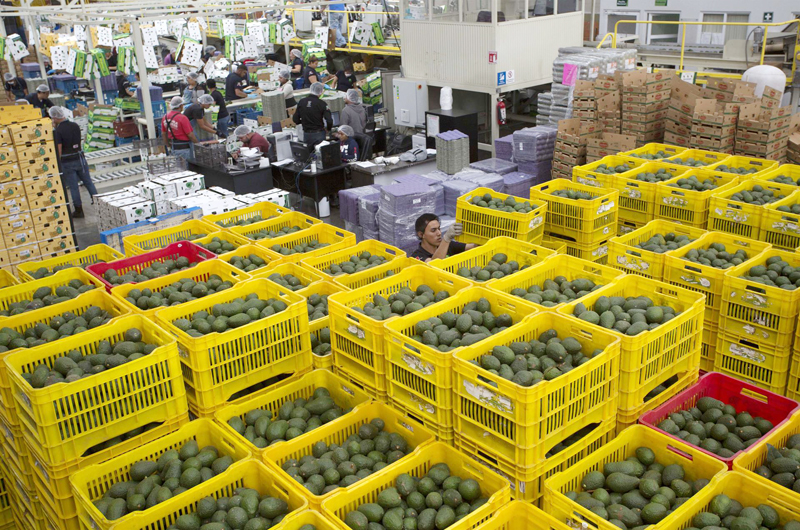 La pasión por el aguacate mexicano en EE.UU es fuente de riqueza en ambos lados