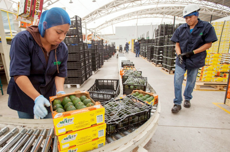 Agro mexicano exportó productos por más  de 1.4 millones de toneladas en julio 