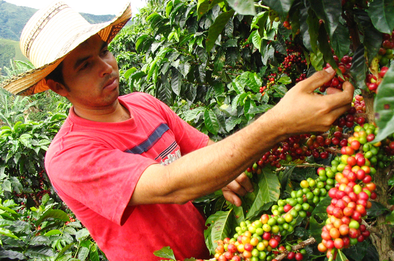 Premian en Francia a productores de café del estado mexicano de Hidalgo