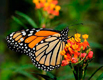 EU destina 3.2 millones para ayudar a la mariposa monarca