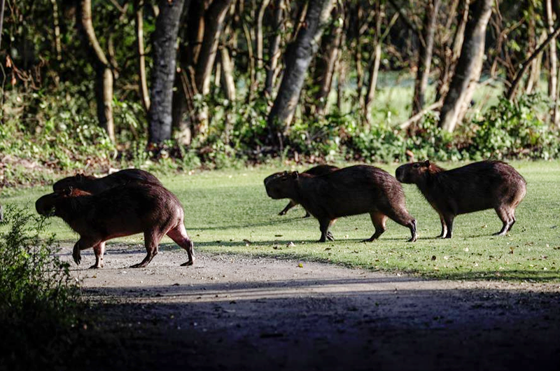 La pandemia aumenta la presencia de animales salvajes en un campo de golf en Brasil 