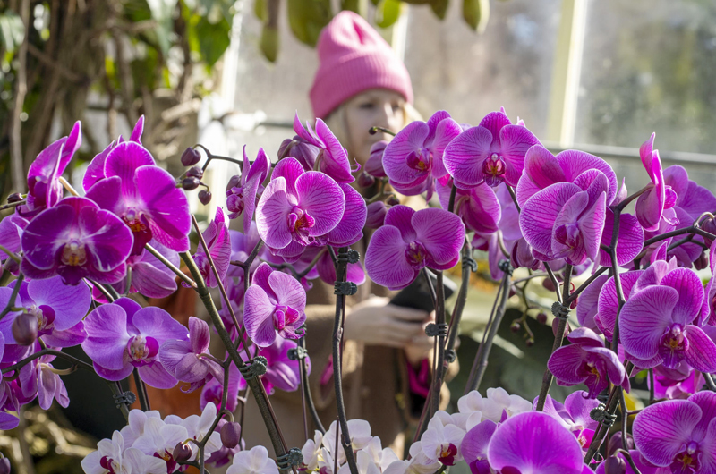 Cuatro mil orquídeas marcan tendencia en el Jardín Botánico de Nueva York