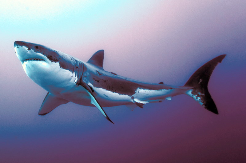 “El gran tiburón blanco”, documental que sensibiliza sobre esta especie