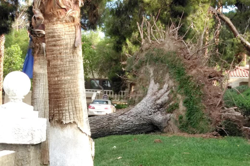 Cuantiosas afectaciones en el valle al paso de tormenta de arena