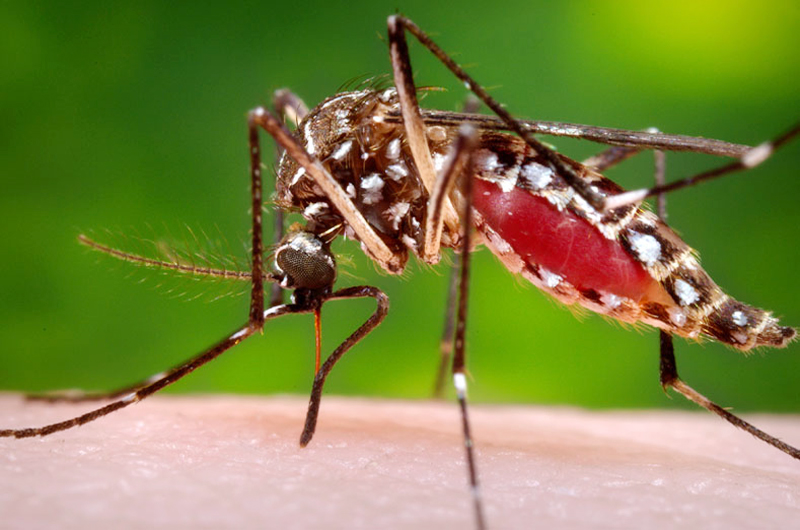 Tras las lluvias llaman a evitar proliferación de mosquitos