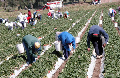 Más de 281 mil mexicanos han  trabajado en campos canadienses