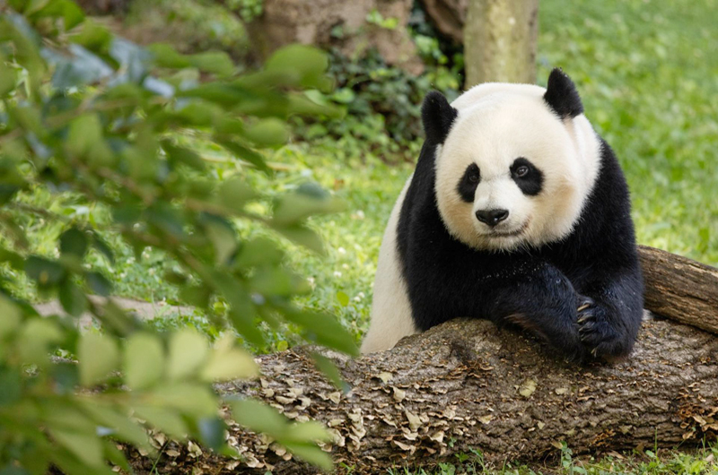 Washington despide a sus tres pandas que regresan a China en un vuelo privado
