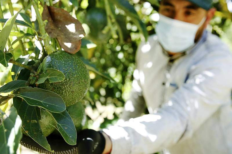 EE.UU. autoriza la importación de aguacate Hass del estado de Jalisco