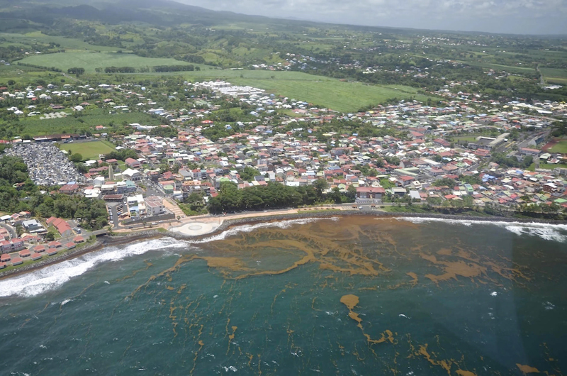 “Megacinturón” de sargazo en Atlántico llega a 13 millones de toneladas 