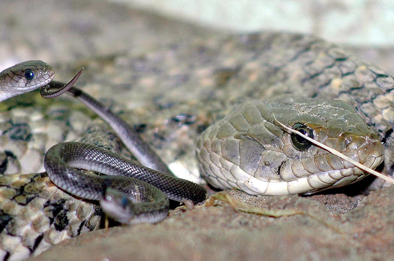 Detienen en California a hombre con 52 lagartos y serpientes en su vestimenta