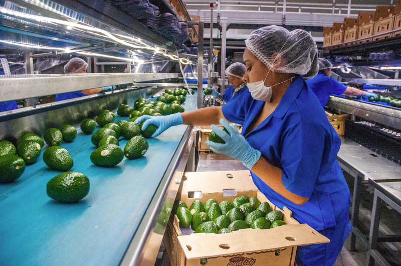 Cerveza, tequila y aguacate, productos mexicanos de mayor demanda en EE.UU.