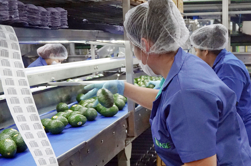 México acuerda con EE.UU. que Agricultura supervise huertos para exportación de aguacate 