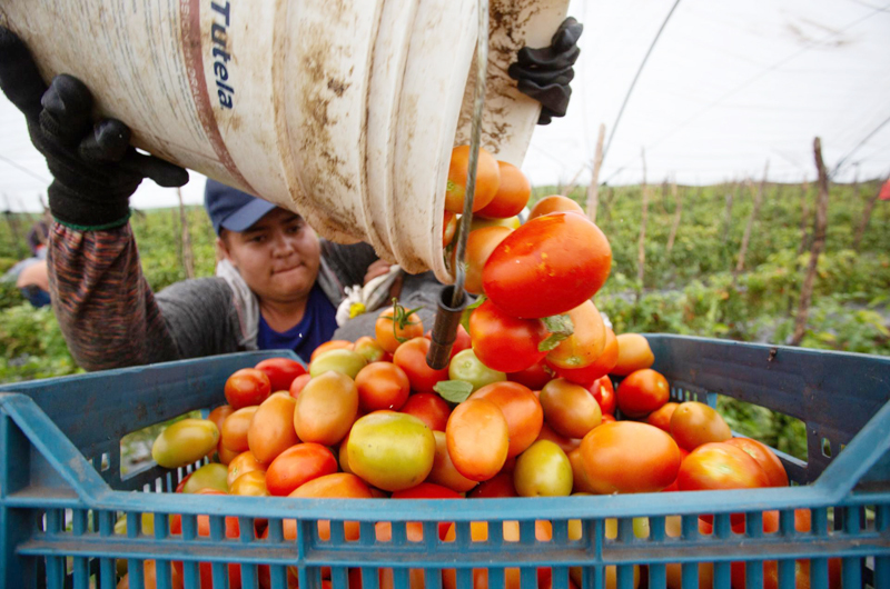 Agro mexicano valora en 475 mil millones de dólares impacto a exportaciones por aranceles