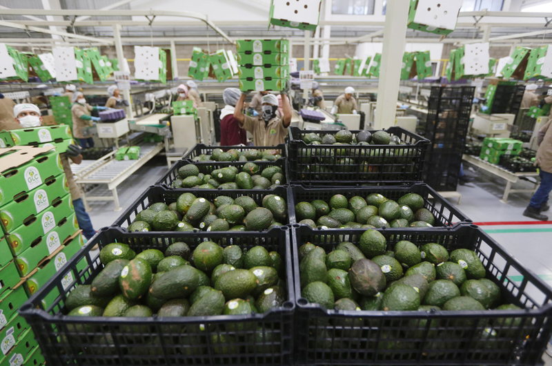 López Obrador dice que se normaliza la venta de aguacate a EEUU pero critica “prepotencia”