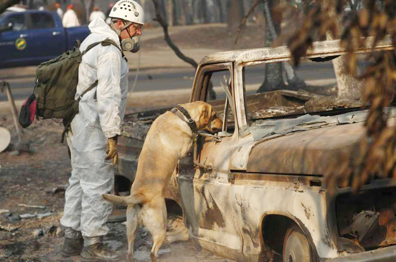 Viajaron perros de LV a California para buscar víctimas de incendios