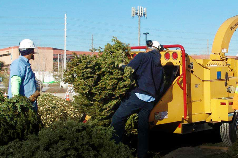 Invitan a reciclar su árbol navideño hasta el 15 de enero