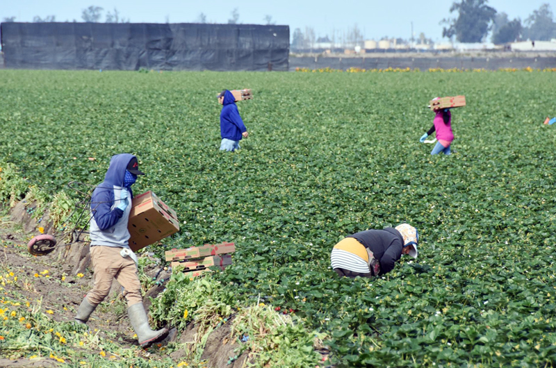 LULAC tilda de “inhumano” negar a trabajadores en Florida pausas contra el calor