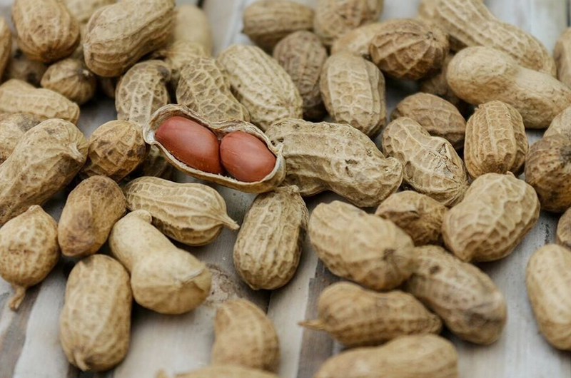 Avanza tratamiento contra alergia al cacahuate 