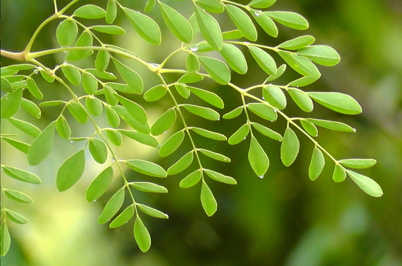 Universitaria analiza el efecto quimioprotector de las hojas de moringa