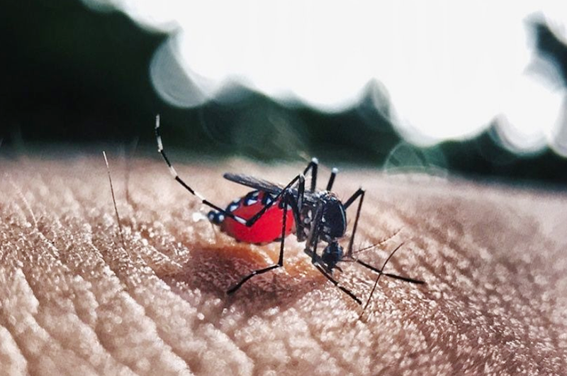 Honduras extiende emergencia nacional por dengue