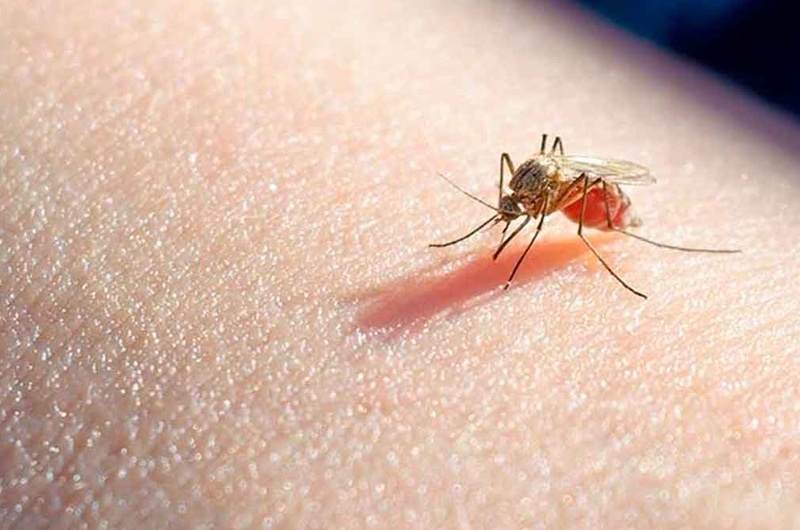  Argelia y Argentina están libres de paludismo, certifica OMS