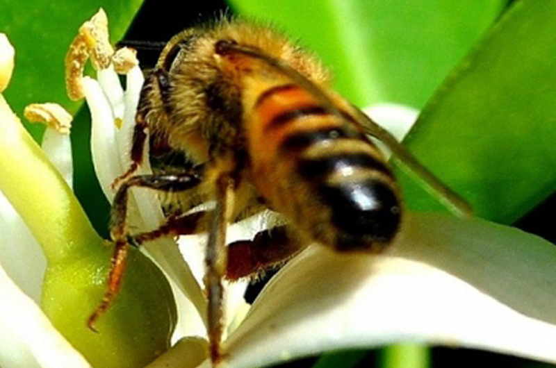 Desarrollan tecnologías para mejorar crianza de abejas sin aguijón
