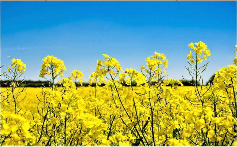 Investigadores chinos mejoran cultivo de colza con tecnología genética