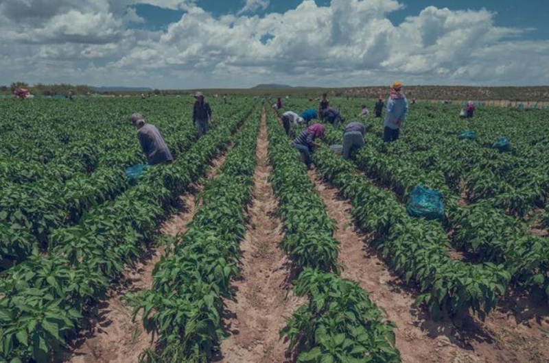 México y EUA desarrollan tecnología para sustentabilidad alimentaria
