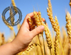 Agricultores de Kansas financian cultivo de trigo sin gluten