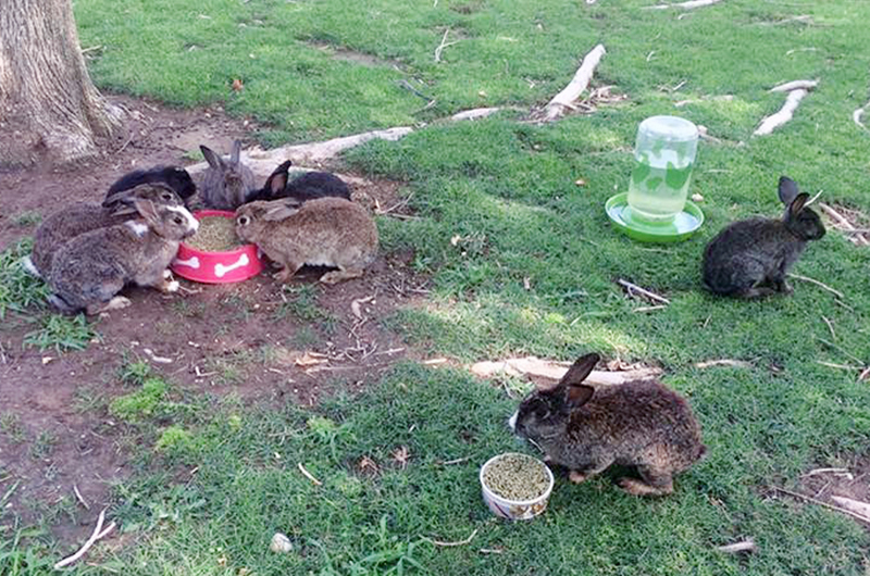 ¿Conejos abandonados?