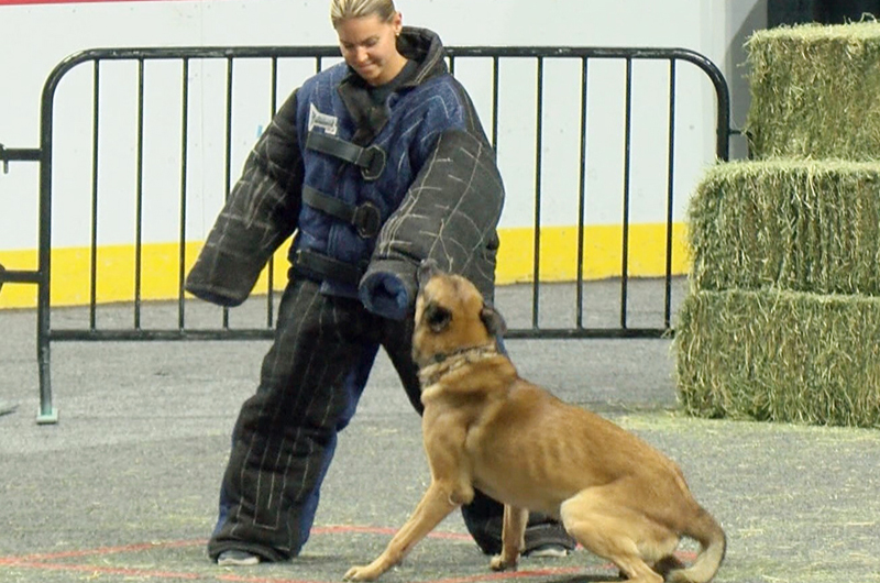 Concursaron representantes de EU y México en competencia de Caninos K-9