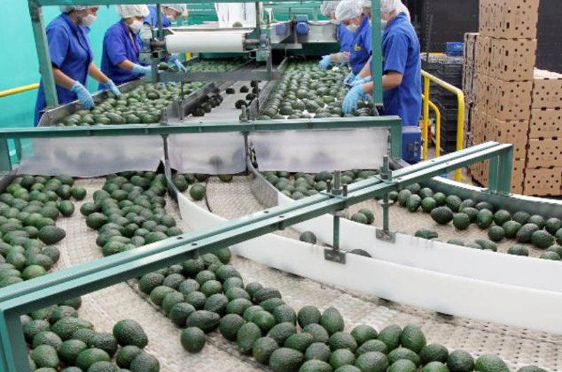 Exportaciones de aguacate hacia Estados Unidos crecerán 15 por ciento