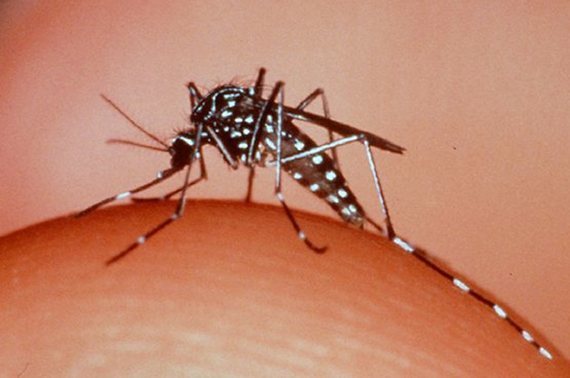 Piden mejorar autocuidado ante sospecha de dengue