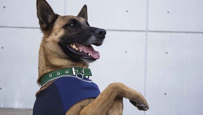 Air Canadá llevará seis perros a México para buscar sobrevivientes