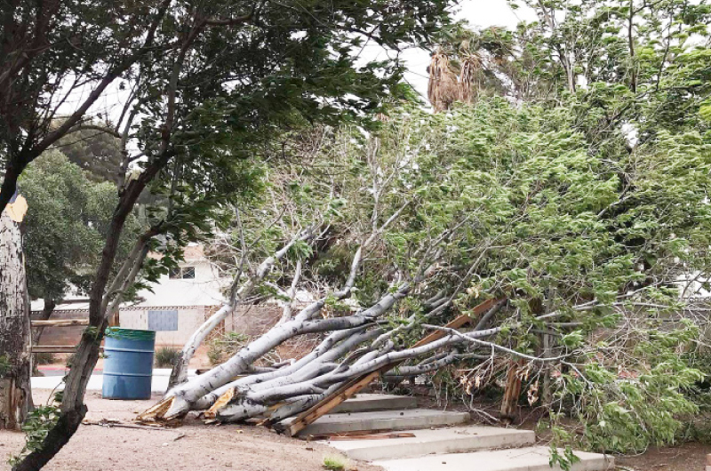 Fuertes vientos quebraron un frondoso árbol